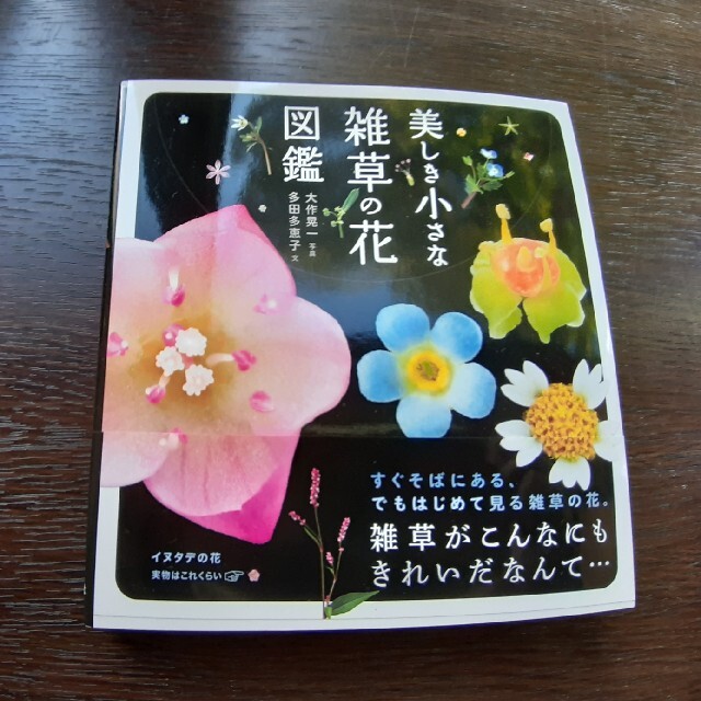 新品「美しき小さな雑草の花図鑑」「もっと美しき小さな雑草の花図鑑」多田多恵子 エンタメ/ホビーの本(趣味/スポーツ/実用)の商品写真