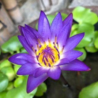 熱帯睡蓮　株　苗　紫(アクアリウム)