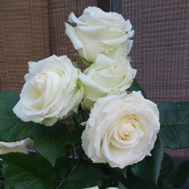 🌸クレソン様専用ページ🌸🌹『パスカリ』🌹挿し木苗の通販 by *Roses