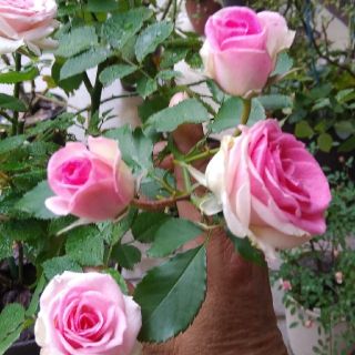 15cm程の小さな苗､薔薇🌹『ミミエデン』🌹挿し木苗(その他)