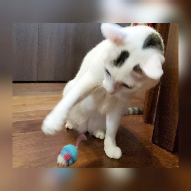 鈴入り】 猫のおもちゃ 手編み の通販 by 猫ばあちゃん's shop|ラクマ