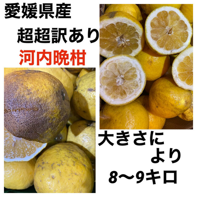 愛媛県産　超超訳あり河内晩柑8〜9キロ 食品/飲料/酒の食品(フルーツ)の商品写真