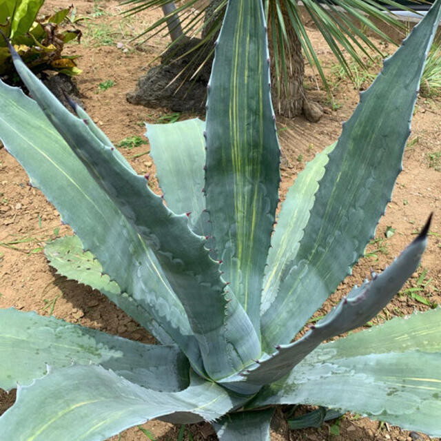 アガベ アメリカーナ 縞斑 Agave Americana Variegata | フリマアプリ ラクマ