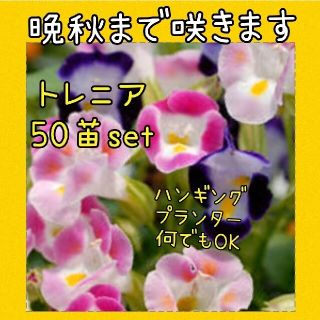 タイムセール トレニア 50苗set(その他)