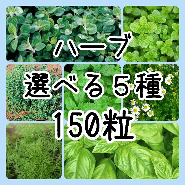 【ハーブの種】選べる5種 150粒 種子 食品/飲料/酒の食品(野菜)の商品写真