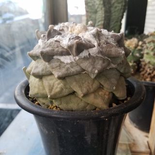 サボテン☆白牡丹径12cm
