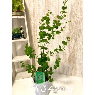 ユーカリの通販 0点以上 ハンドメイド お得な新品 中古 未使用品のフリマならラクマ ユーカリの通販 0点以上 ハンドメイド お得な新品 中古 未使用品のフリマならラクマ