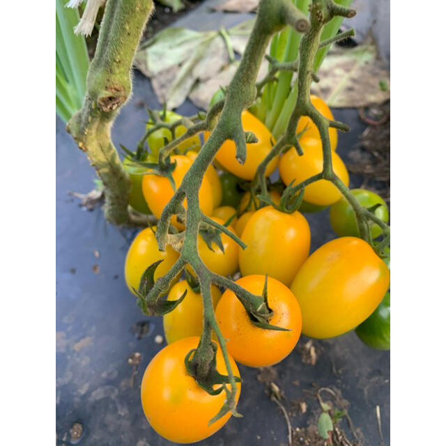 畑直送　無農薬新鮮野菜 食品/飲料/酒の食品(野菜)の商品写真