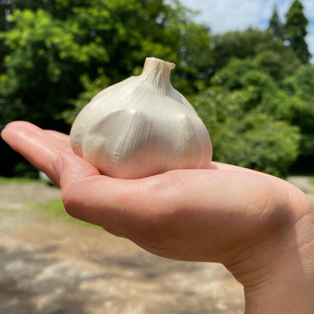 福地ホワイト六片　にんにく　ドランカー太郎様専用 食品/飲料/酒の食品(野菜)の商品写真