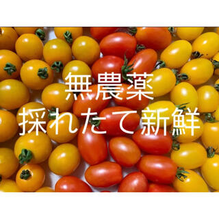 無農薬栽培　ミニトマトミックス　900g以上(野菜)