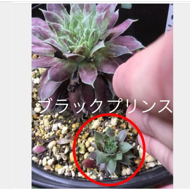 多肉植物③　センペルビウム　ブラックプリンス　一応カット苗多肉植物