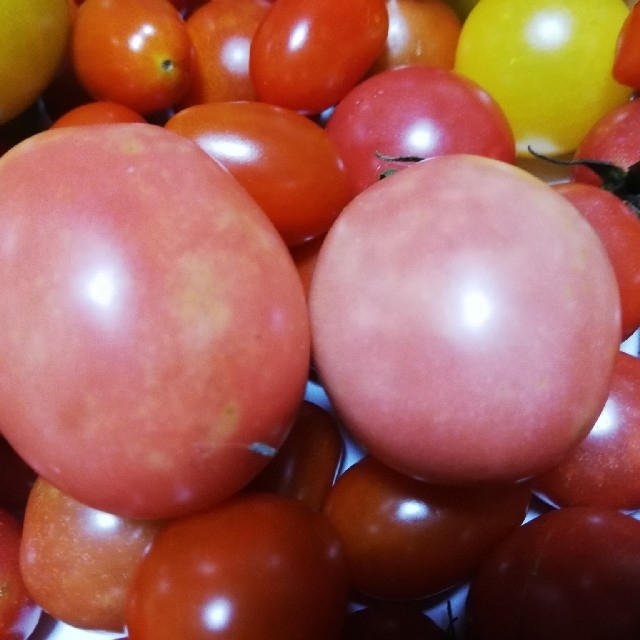 無農薬栽培ミニトマト1000g以上 食品/飲料/酒の食品(野菜)の商品写真