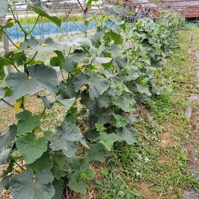 無農薬野菜詰め合わせ 食品/飲料/酒の食品(野菜)の商品写真