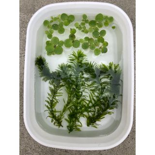 浮草ドワーフアマフロ＋水草アナカリス(アクアリウム)