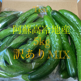 阿蘇のきゅうり　訳ありMIX 5kg 80サイズ８月7日発送(野菜)