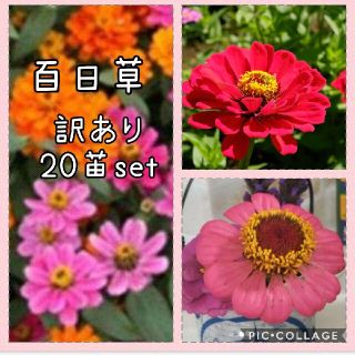 百日草  花苗 20本 セット(その他)