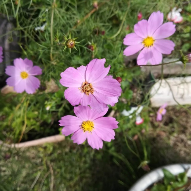 コスモスの種　30個　ピンク、白混合 ハンドメイドのフラワー/ガーデン(プランター)の商品写真