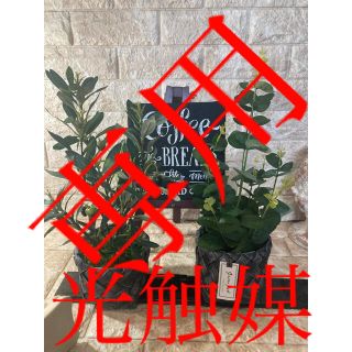光触媒　人工観葉植物　ウォールグリーン  造花　インテリア　オリーブとポポラス(置物)