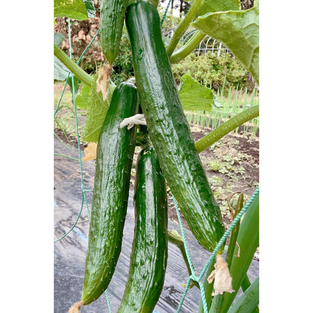 無農薬栽培　採れたて新鮮野菜　 食品/飲料/酒の食品(野菜)の商品写真