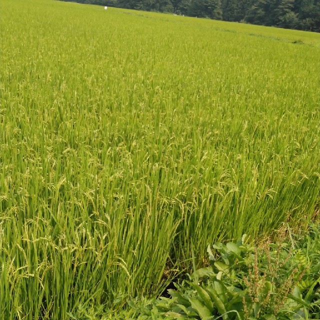 在庫安い 令和2年産栃木県特一等米コシヒカリ玄米30キロ無農薬にて作ったお米です。の通販 あやめ's shop｜ラクマ by 低価本物保証