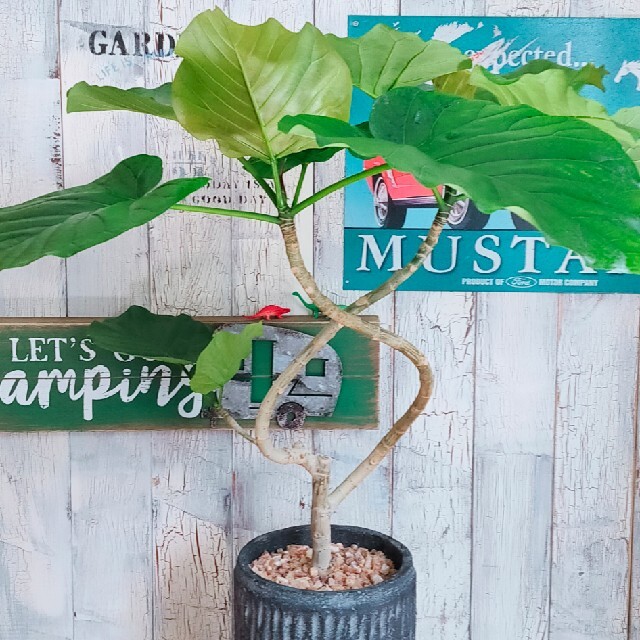 注目ブランド 受皿付 観葉植物 ウンベラータ インテリア雑貨 Www Osmanlitorunlariyiz Com 注目ブランド 受皿付 観葉植物 ウンベラータ インテリア雑貨 Www Osmanlitorunlariyiz Com