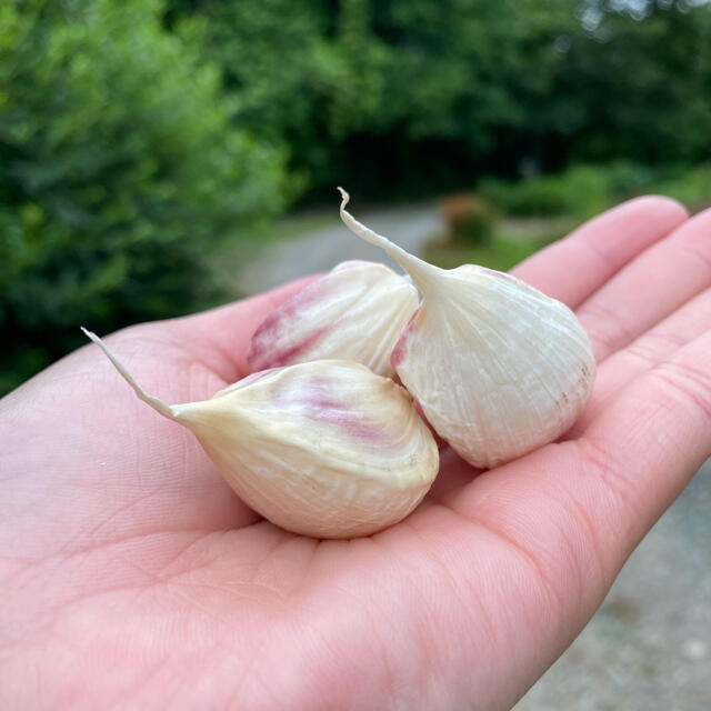 福地ホワイト六片　にんにく（粒タイプ） 食品/飲料/酒の食品(野菜)の商品写真