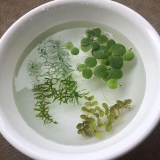 高濃度 Psb 光合成細菌 500mlペットボトル培養セット バクテリア剤の通販 By Mnh S Shop ラクマ 高濃度 Psb 光合成細菌 500mlペットボトル培養セット バクテリア剤の通販 By Mnh S Shop ラクマ