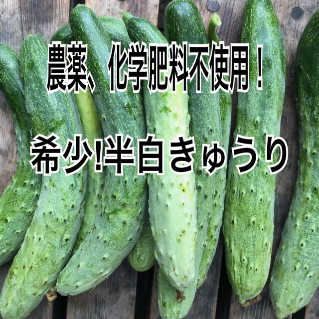 収穫でき次第発送！ 農薬 化学肥料不使用 半白きゅうり 食品/飲料/酒の食品(野菜)の商品写真