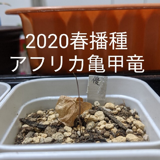 アフリカ亀甲竜 苗 1株【2020春播種】第4種郵便 ハンドメイドのフラワー/ガーデン(その他)の商品写真