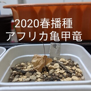 アフリカ亀甲竜 苗 1株【2020春播種】第4種郵便(その他)