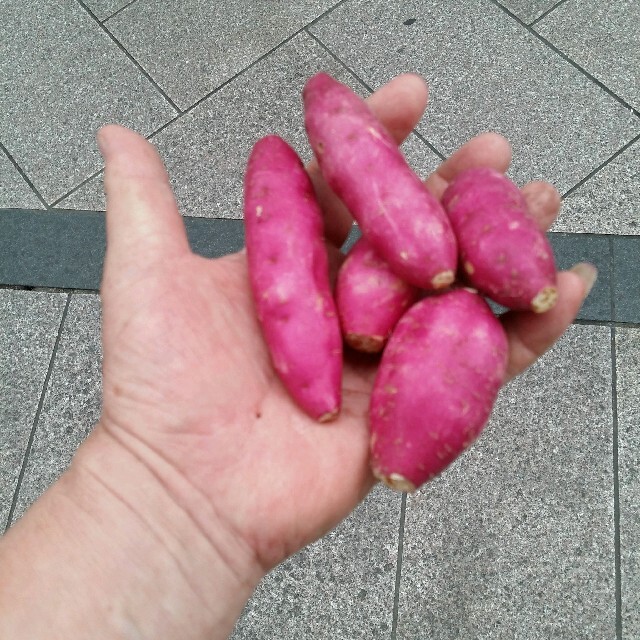 畑から直接食卓へ！新さつまいも箱込み約２kg（約40個前後） 食品/飲料/酒の食品(野菜)の商品写真