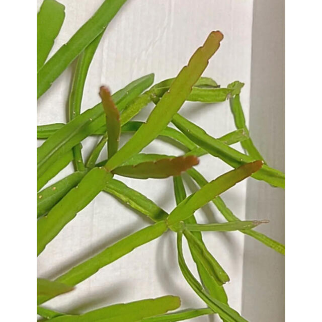 多肉植物　リプサリス　カット苗 ハンドメイドのフラワー/ガーデン(プランター)の商品写真