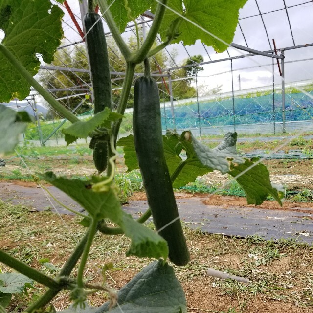 九州とれたて野菜セット 食品/飲料/酒の食品(野菜)の商品写真