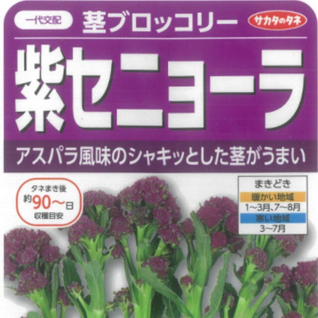 野菜種 紫セニョーラ 茎ブロックリー 種7粒+カリフロール   食品/飲料/酒の食品(野菜)の商品写真