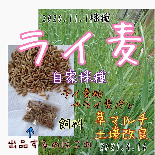 ライ麦 固定種 自家採種 緑肥 マルチ 雑草抑制 害虫防除 野菜の種 土壌改良 食品/飲料/酒の食品(野菜)の商品写真