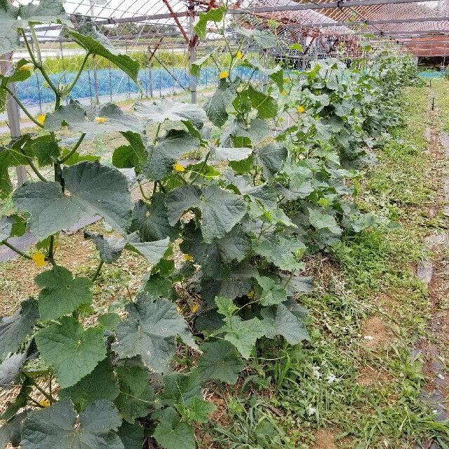 九州とれたて野菜セット 食品/飲料/酒の食品(野菜)の商品写真