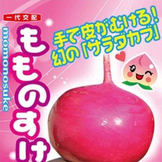 手で皮がむける!幻のサラダカブ もものすけ 種 野菜の種20個 (野菜)