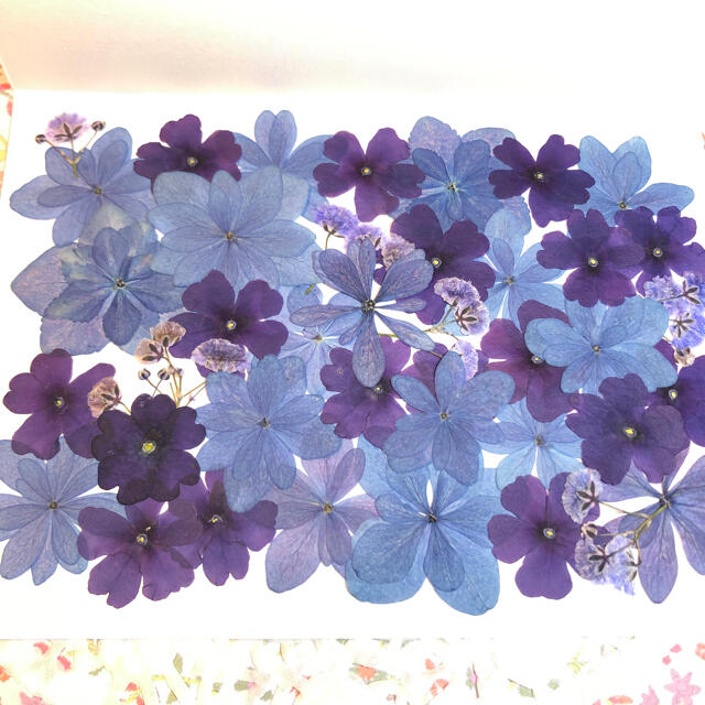 ♡new♡  ♡可愛い押し花セット♡ ♡たくさん入って使いやすい押し花セット♡ ハンドメイドの素材/材料(各種パーツ)の商品写真