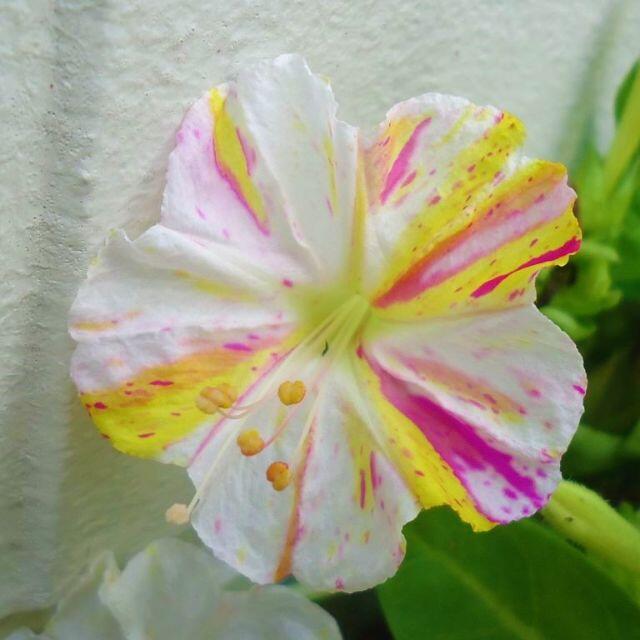 3色絞り おしろい花／オシロイバナ 種 ハンドメイドのフラワー/ガーデン(その他)の商品写真