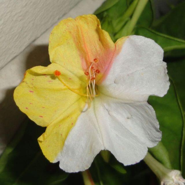 3色絞り おしろい花／オシロイバナ 種 ハンドメイドのフラワー/ガーデン(その他)の商品写真