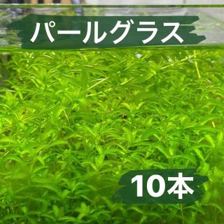 パールグラス　水草　アクアリウム　無農薬(アクアリウム)