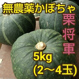 無農薬かぼちゃ『栗将軍』5kg 熊本県産(野菜)