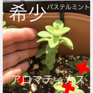 希少　多肉植物　ハーブ   アロマティカスの『パステルミント』　1苗(その他)