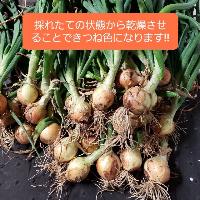 北海道 北見産 ミニ 新玉ねぎ ◎農家直送 食品/飲料/酒の食品(野菜)の商品写真