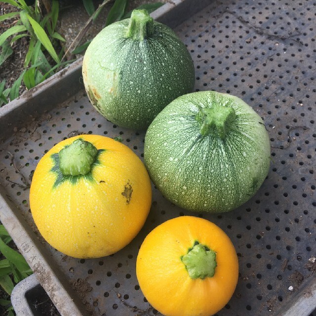 新鮮!旬の野菜セット(夏) 80size 無農薬・無化学肥料栽培 クール便の通販 by 葉月農園's shop|ラクマ 新鮮!旬の野菜セット(夏) 80size 無農薬・無化学肥料栽培 クール便の通販 by 葉月農園's shop|ラクマ