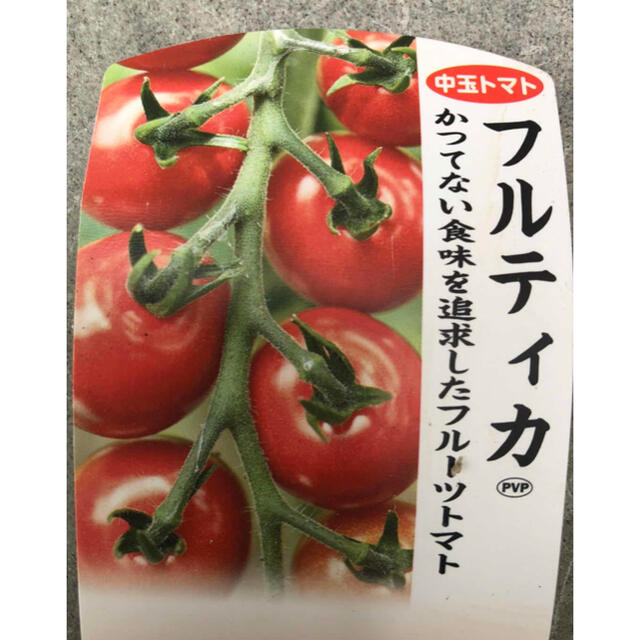 野菜 無農薬フルーツミニトマト 箱にいっぱいまで詰めます 食品/飲料/酒の食品(野菜)の商品写真