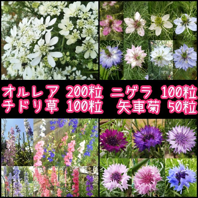 花のタネ　４種類