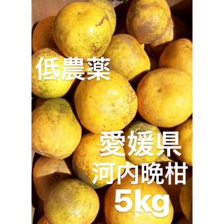 愛媛県　低農薬　宇和ゴールド　河内晩柑　5kg(フルーツ)
