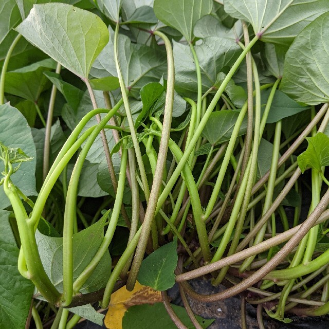 蛍光ペン様  専用②  紅はるか  無農薬栽培 食品/飲料/酒の食品(野菜)の商品写真