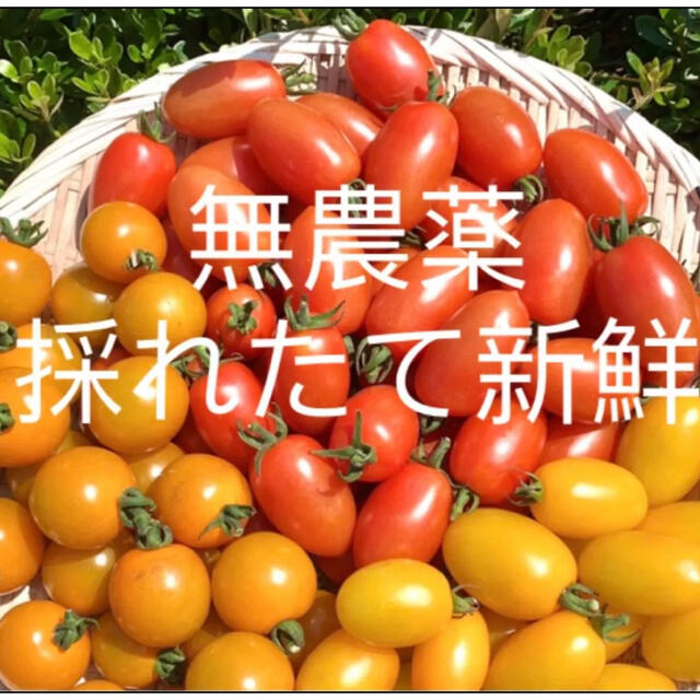 無農薬栽培　最盛期ミニトマト 食品/飲料/酒の食品(野菜)の商品写真